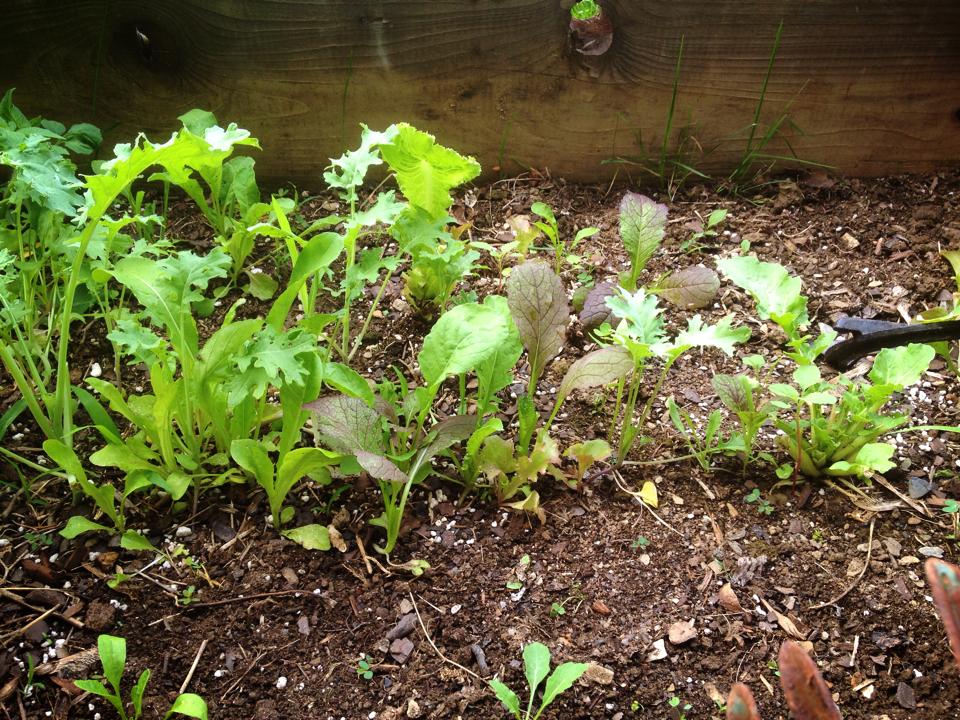 My friend Alex just asked me: "What are some plants that will thrive on an apartment balcony that faces north and does not get a lot of direct sunlight?" Good question. I have a north-facing window and have found arugula to be the easiest to grow there. Generally, leafy greens do well in shade. Here are 4 salad greens that grow like weeds: